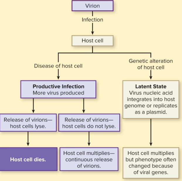 <ul><li><p>similar mechanisms as for viruses that infect animal cells</p></li></ul><ol><li><p>productive infection</p></li><li><p>latent state</p></li></ol><p></p>