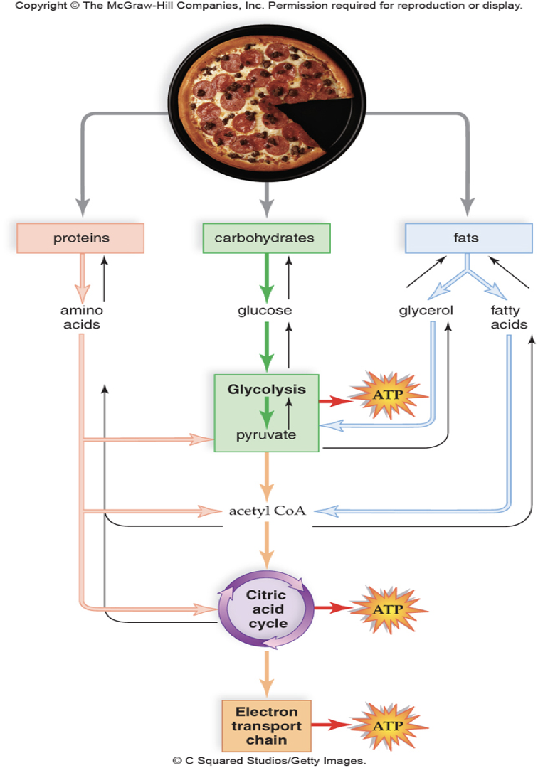 <p>What are Anabolic and Catabolic pathways? How are they coupled, and what are some examples?</p>