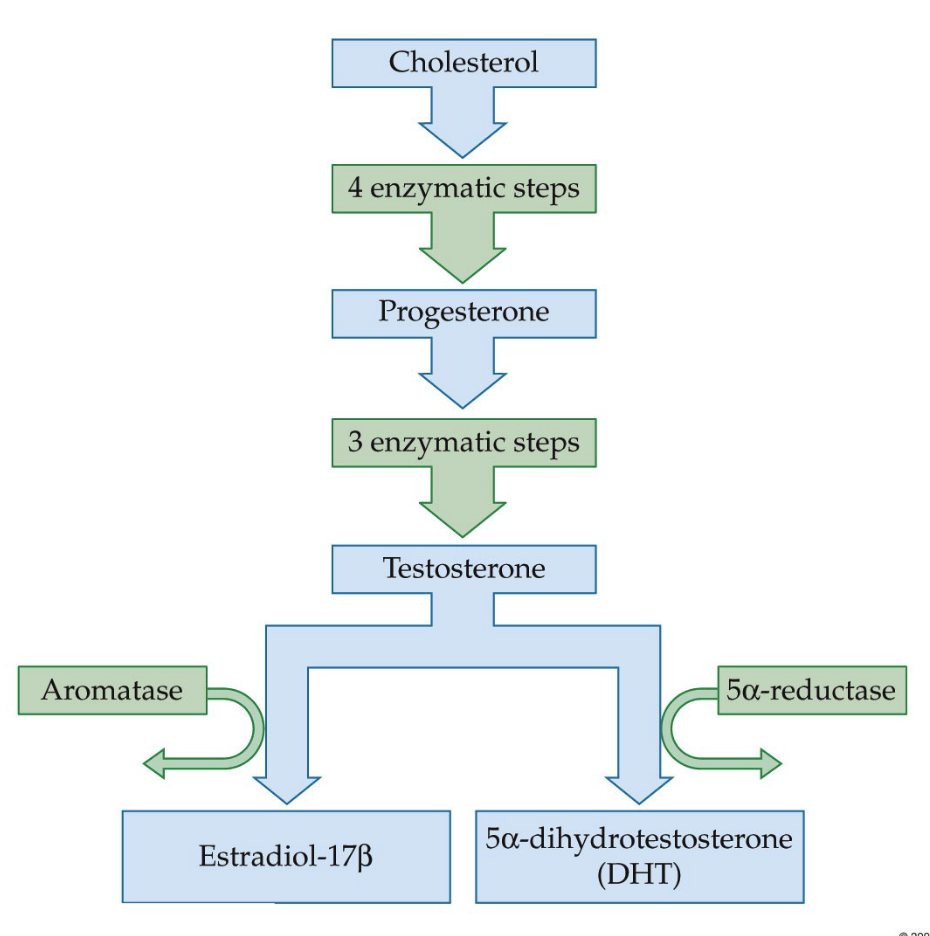 <p>Hormones become smaller through enzymatic steps</p><ol><li><p>Cholesterol (27C) → precursor molecule for steroid hormones</p></li><li><p>Progesterone (a progestin) → formed after enzymatic conversion; has fewer carbons than cholesterol</p></li><li><p>Further enzymatic steps → Testosterone (androgen)</p></li></ol><p>A key branching point occurs at testosterone, where the type of enzyme present determines the final hormone produced:</p><ul><li><p><strong><u>Aromatase</u></strong> present → Testosterone → 17β-Estradiol </p></li><li><p><strong><u>5α-reductase</u></strong> present → Testosterone → 5α-dihydrotestosterone (DHT)</p></li></ul><p></p>