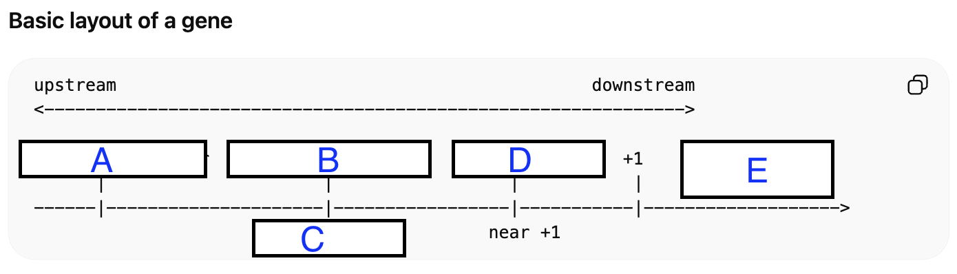 <p>Match the letters with the following regulatory regions/elements bellow (hint: some terms may be repeated):<br>TATA BOX <br>Enhancer/Silencer <br>Proximal Promoter<br>Core Promoter <br>Gene body exons / introns</p>