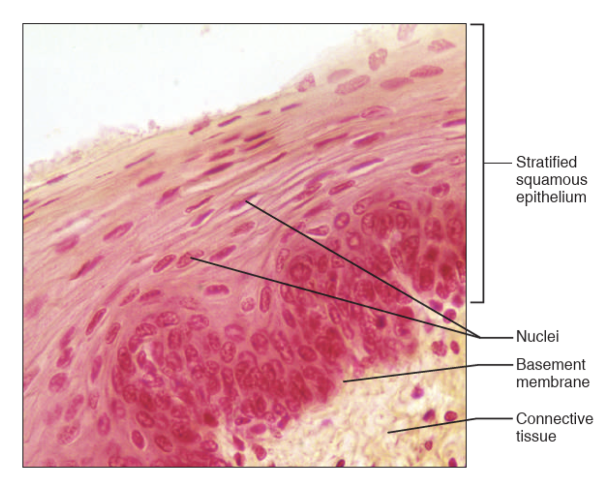 <p>What tissue is this?</p>