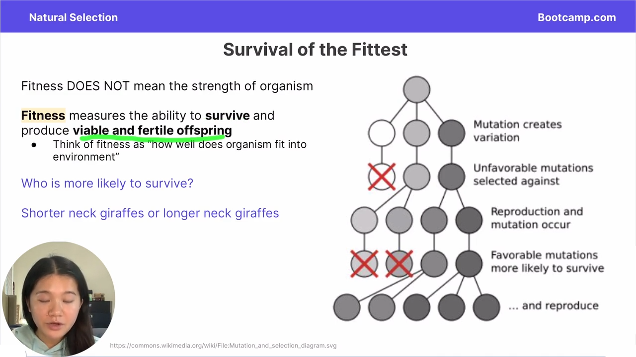 <p>the ability of an organsim to survive and produce viable and fertile offspring </p>