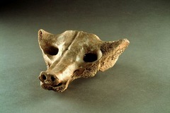 <p>Form:</p><p>- carved bone</p><p>Function:</p><p>-spiritual mask</p><p>-house spiritual essence of a hunted animal</p><p>-sacrum bone powerful symbolism of Osiris and rebirth- triangle </p><p>Content:</p><p>- sacrum bone (hip bone) carved in shape of a canine/wolf</p><p>Context:</p><p>-found in a tomb in Mexico (MesoAmerica)</p><p>-14000-7000 BCE</p>