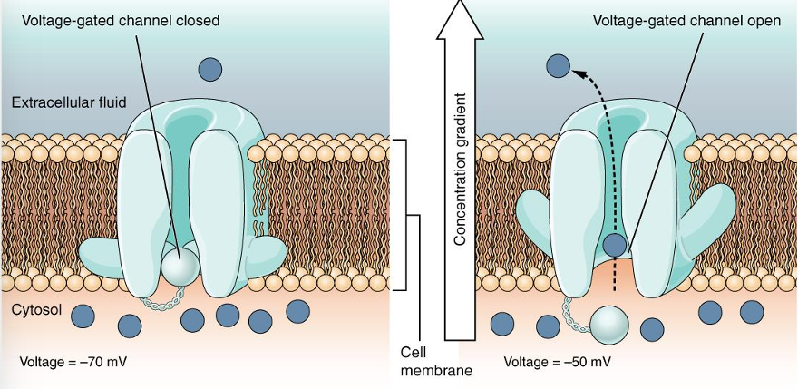 <p>voltage gated Na+ channel </p>