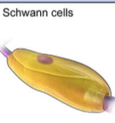 <ol><li><p>= soort gliacellen (PZS)</p></li><li><p>vormen myelineschede rond axonen → betere geleiding prikkels</p></li><li><p>→ zelfde rol als oligodendrocyten in CZS</p></li></ol><p></p>