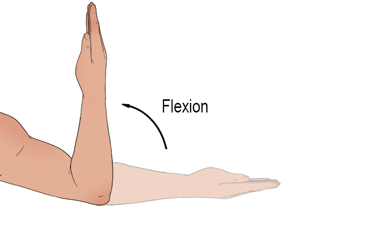 <p>decrease of angle between two bones</p>