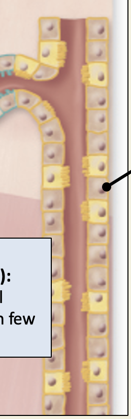 <p>collecting duct</p>