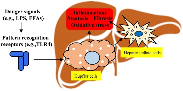 <p>Where are Kupffer's cells found (K is always near L)</p>