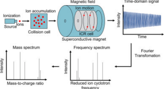 <ul><li><p>ions are trapped in a strong magentic field and forced into circular motion (cyclotron motion)</p></li><li><p>the frequency of this motion depends on mass-to-charge ratio (m/z)</p></li><li><p>a Fourier Transform (mathematical tool) converts detected signals into a mass spectrum</p></li></ul><p></p>