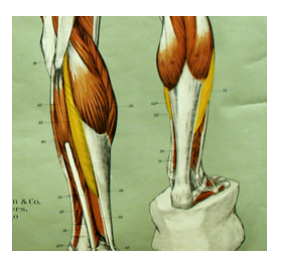 <p>What is the highlighted muscle? what is its action?</p>