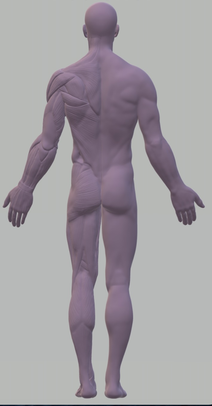 <p>Name the directional term that is relatively closer to the back side of the body?</p>