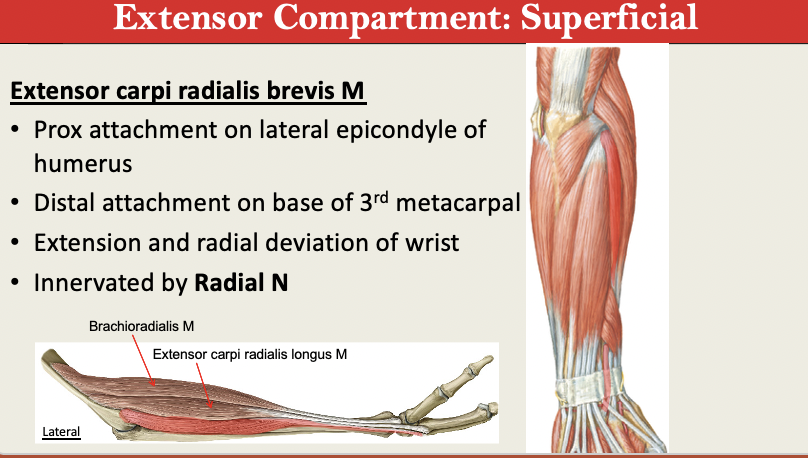 <p>M: Extension + Rad Deviation of Wrist<br>N: Radial N<br>PA: Lateral Epicondyle <br>PD: 3rd MC Distal <br>G: Extensor Superificial</p>
