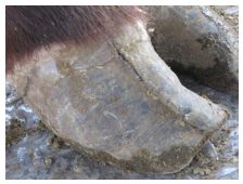 <p>This is more common in beef cattle, starting in the intercellular cement</p>