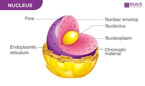 <p><strong>Function</strong>: usually largest structure, serves as control center. stores all information for synthesis coded in DNA. determines structure/function of cell.</p><p><strong>Structure</strong>: </p><ol><li><p>nuclear envelope: surrounds nucleus/separates it from cytoplasm</p></li><li><p>nuclear pores: serves as passageways for communication between nucleus and cytosol</p></li><li><p>nucleoplasm: fluid contents of nucleus. contains the nuclear matrix, ions, enzymes, nucleotides, and RNA/DNA</p></li><li><p>nucleoli: temporary organelle that synthesizes ribosome RNA and assembles them</p></li><li><p>DNA: stores instructions for protein synthesis</p></li></ol><p></p>
