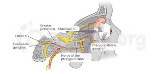 <p>formed by the junction of the greater petrosal nerve and deep petrosal nerve within the pterygoid canal which then joins the posterior part of the ptg ganglion </p>