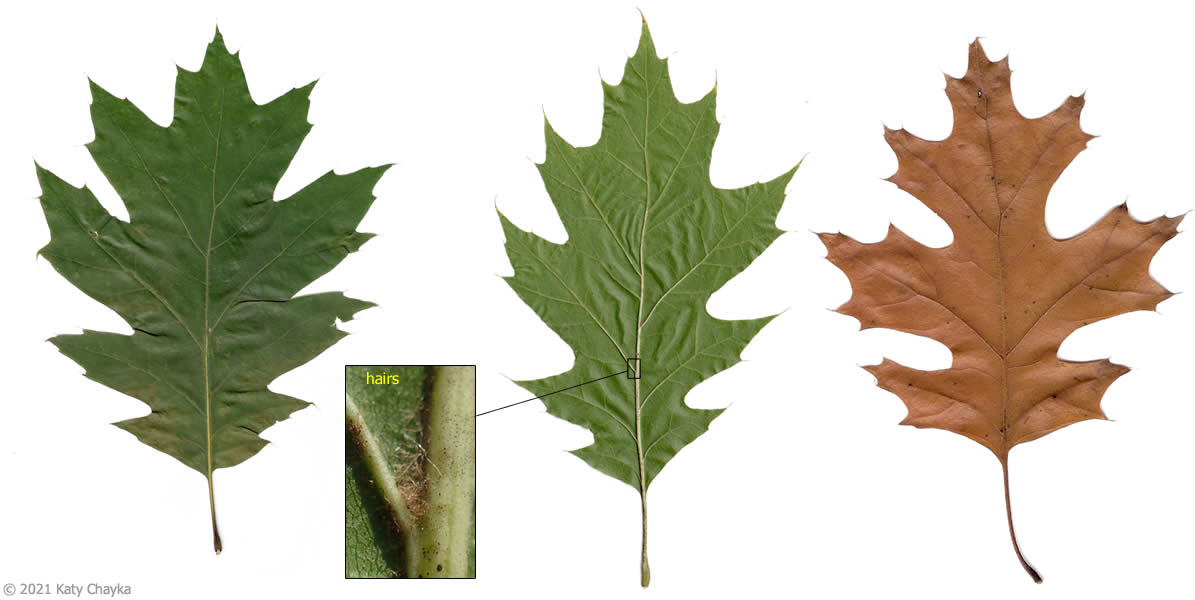 <p>Simple, alternate, 7-11 bristle-tipped, shallow lobes. Large acorns feature a shallow, saucer-shaped, scaly cap. </p>