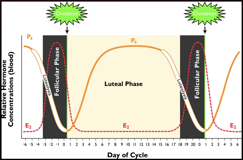 <p>outline the graph of the estrous cycle of a cow</p>