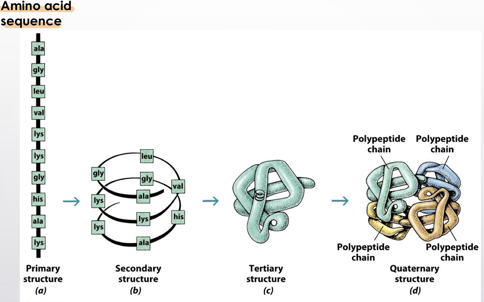 <p><span style="font-size: calc(var(--scale-factor)*12.00px);">what are the features of the primary, secondary, tertiary and quaternary structures of a protein?</span></p>