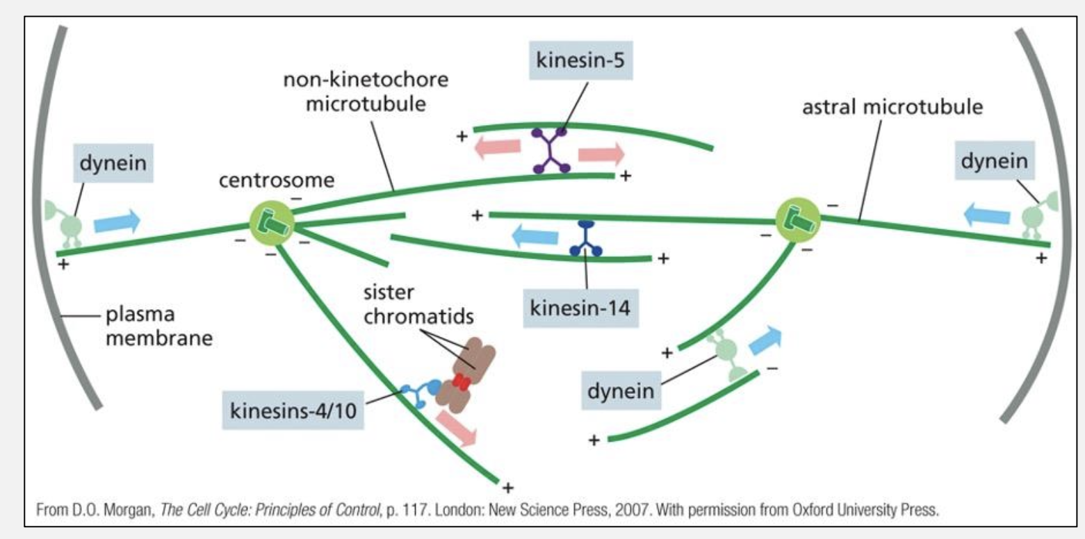 <p>What are the roles of key motor proteins in mitosis?</p>