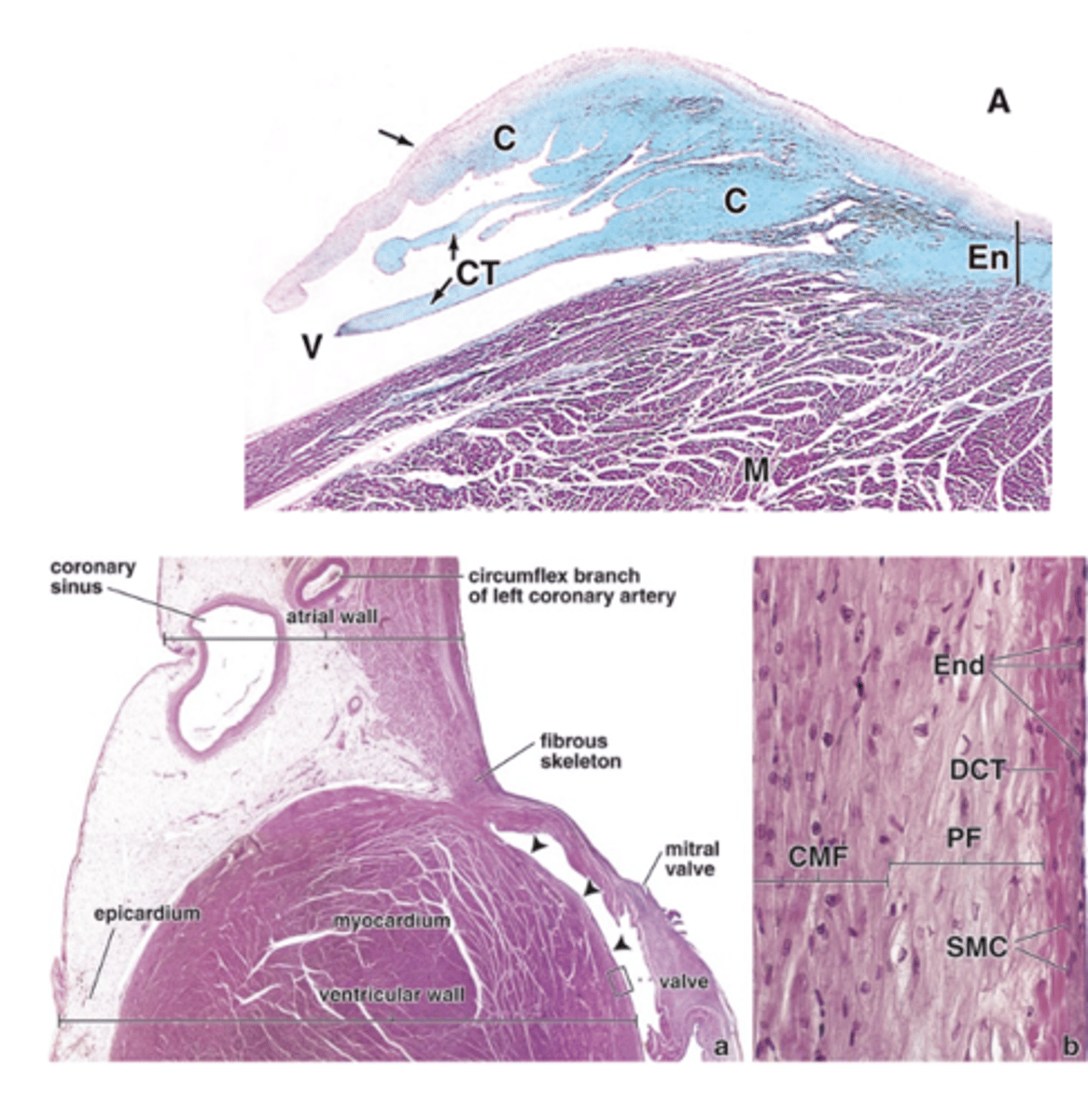 <p>What are the main functions of the cardiac skeleton? (4)</p>