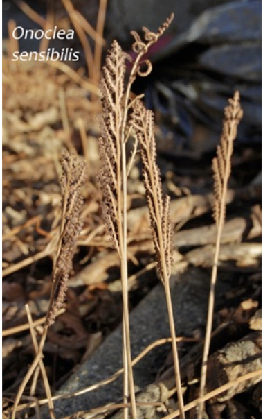 <p>reproductive stalk: bead-like brown rolled segments containing spores, released early in spring</p>
