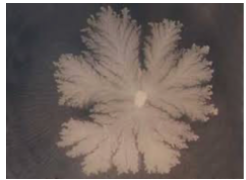 <p><span style="background-color: transparent;"><strong>What shape is the following colony?</strong></span></p><p><span style="background-color: transparent;">punctiform</span></p><p><span style="background-color: transparent;">rhizoid</span></p><p><span style="background-color: transparent;">circular</span></p><p><span style="background-color: transparent;">spindle </span></p><p><span style="background-color: transparent;">(Lecture #1-2 Questions)</span></p>
