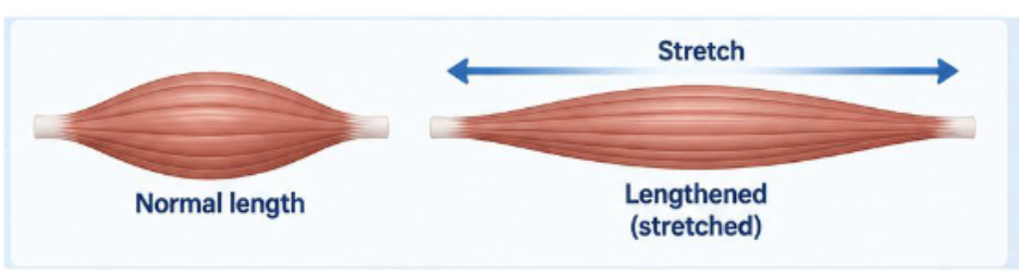 <p>The ability of a muscle to be stretched without tearing</p><p>Muscle fibers can be stretched to a longer length and return to their original length, within physiological limits, without being damaged.</p>