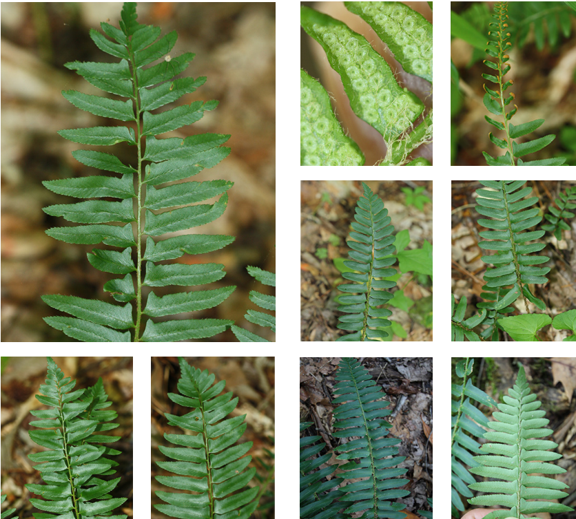 <p>Dryopteridacea</p><p>Alternate</p><p>compound pinnately</p><p>green rachis</p><p>âsleighâ shaped pinna</p><p>serrated margin with bristle</p><p>reprodictive parts die first</p><p>very common</p>