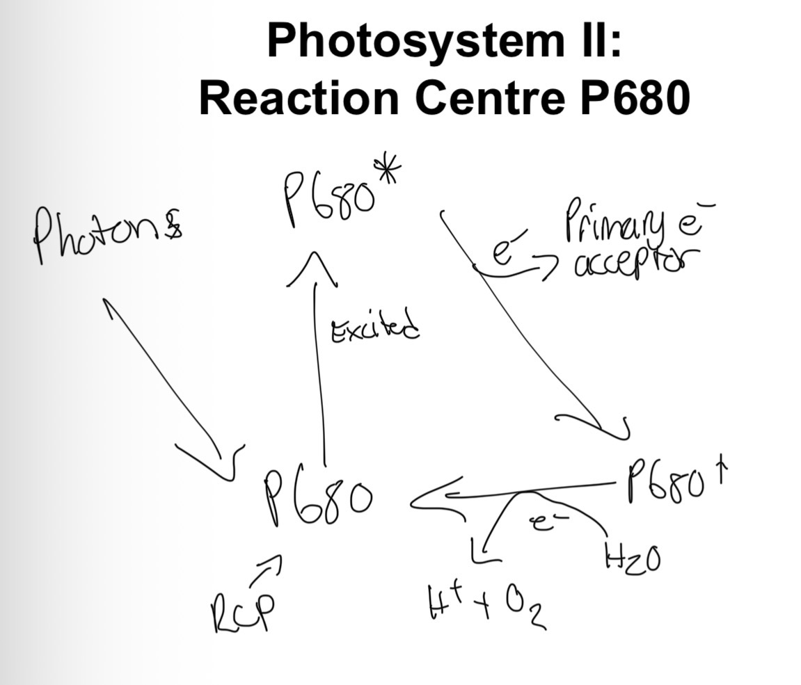 <ul><li><p>The excited electron in the RCP is transferred into its primary electron acceptor</p></li><li><p>First redox reaction</p></li><li><p>It gains its electrons back through the oxidation of H2O (Photosystem 2)</p></li><li><p>It gains electrons back through the oxidation of plastocyanin (Photosystem 1)</p></li></ul><p></p>