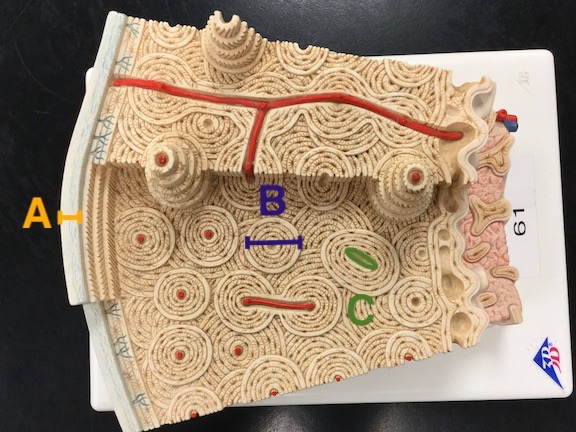 <p><span>Name this part of the bone A</span></p>