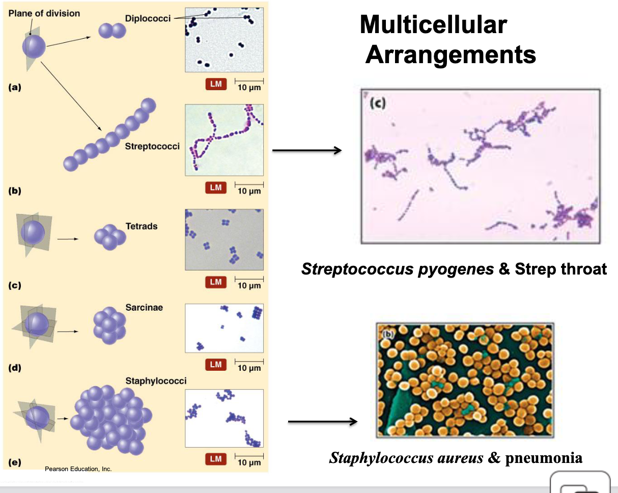 <ul><li><p>Amount of connected cells:</p></li><li><p>Diplo  - two</p></li><li><p>Strepto - chained</p></li><li><p>Tetrads- 4 in one linear plane (square)</p></li><li><p>Sarcinae - 4 in a 3D plane (cube)</p></li><li><p>Staphylo- large 3D cluster</p></li></ul><p></p>