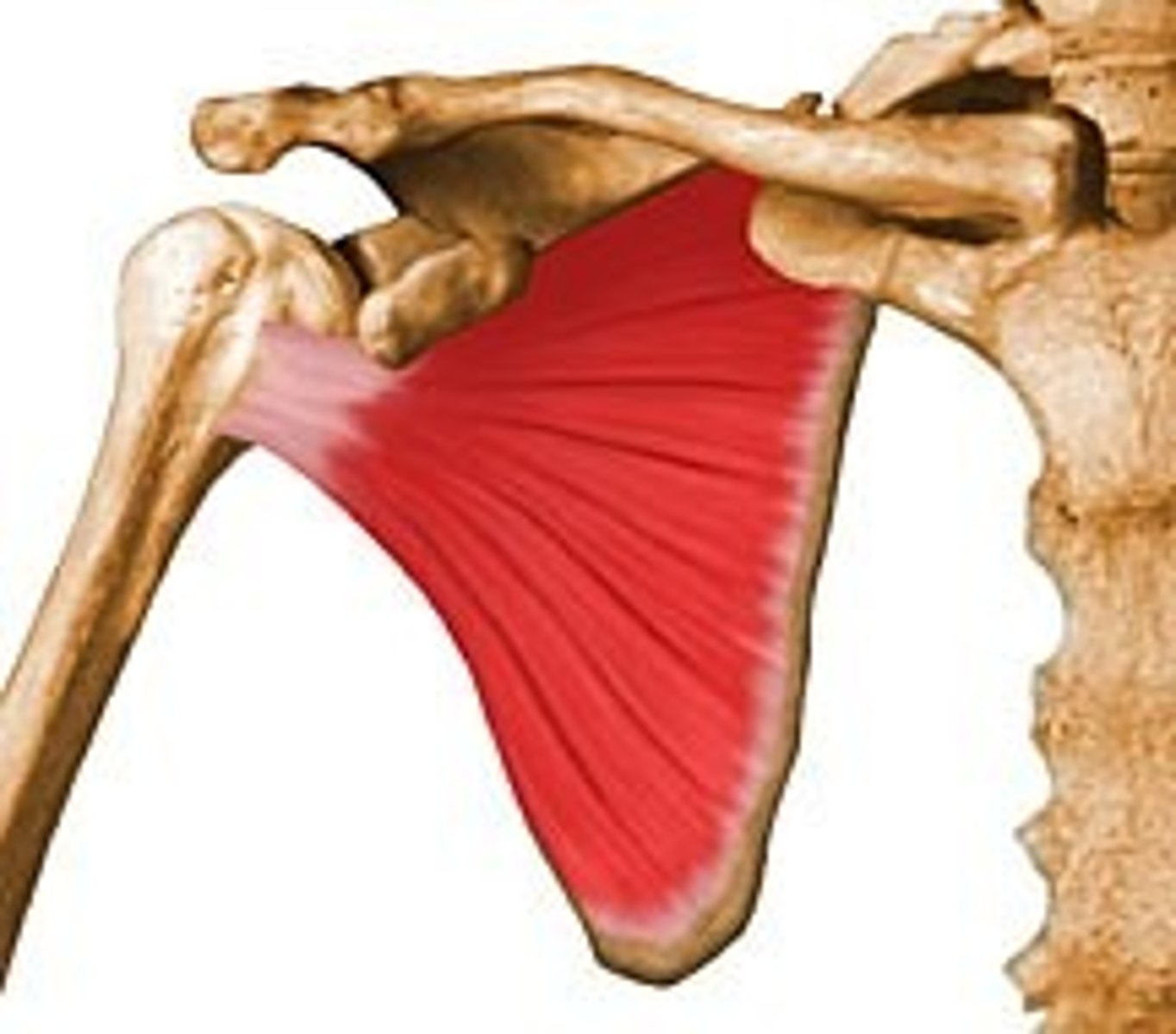 <p>Part of rotator cuff</p><p>Action - medial rotation of humerus, stabilizes shoulder joint</p>