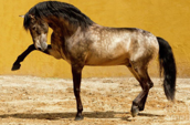 <p>welk type paard is dit</p>
