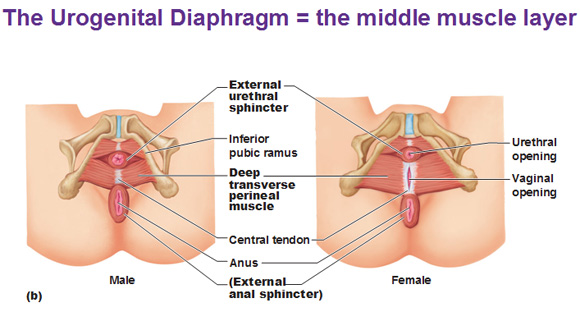 <p>external urethral sphincter</p>