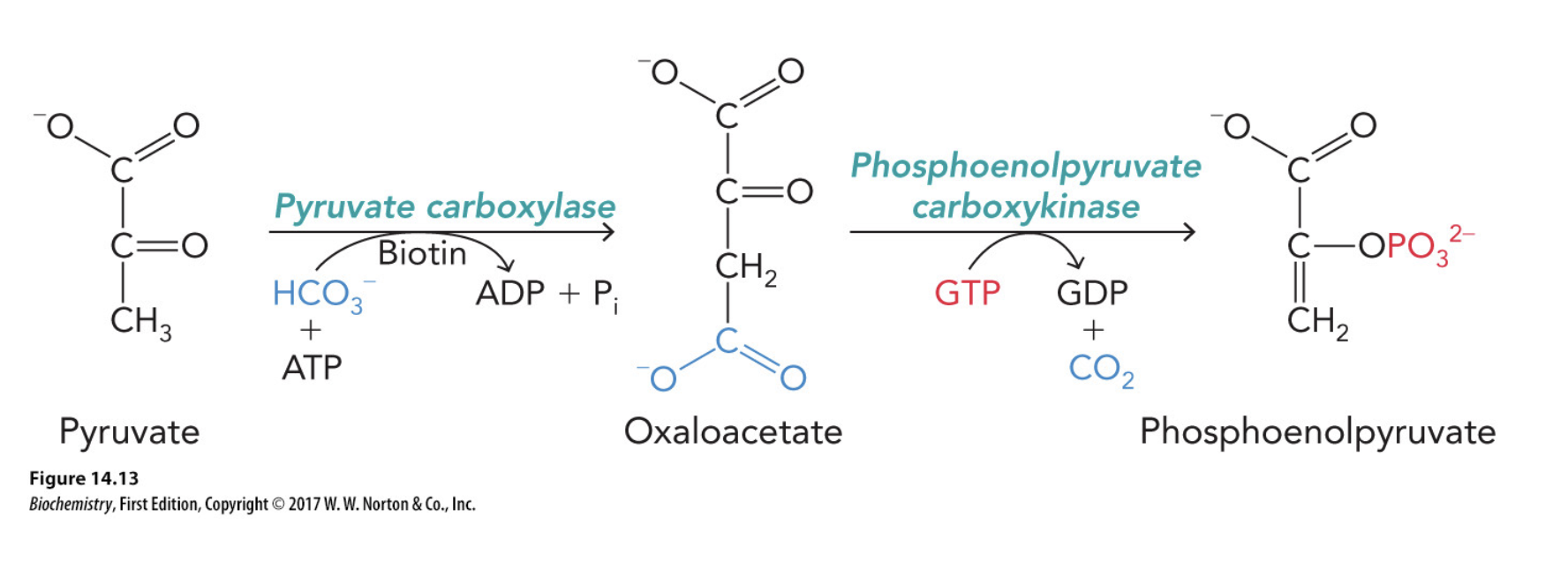<p>Break the reaction into 2 separate exergonic steps</p><p>1) Pyruvate is converted into Oxaloacetate by pyruvate carboxylase coupled with ATP hydrolysis and the cofactor Biotin</p><p>2) Oxaloacetate is converted to Phosphoenolpyruvate (PEP) by Phosphoenolpyruvate carboxykinase and GTP</p>