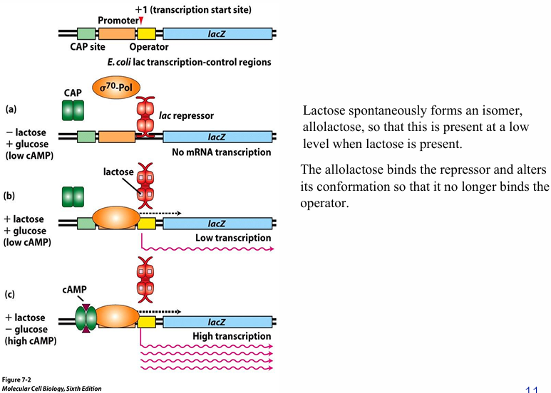<ol><li><p>Lactose spontaneously isomerises to <strong>allolactose</strong></p></li></ol><ul><li><p>So that allolactose is present at a low level when lactose is present</p></li></ul><p></p><ol start="2"><li><p>Allolactose binds the <strong>Lac repressor</strong></p></li></ol><ul><li><p><span>Causing a conformational change that prevents it from binding the operator</span></p></li><li><p><span>RNA polymerase can now transcribe</span></p></li></ul><p></p>