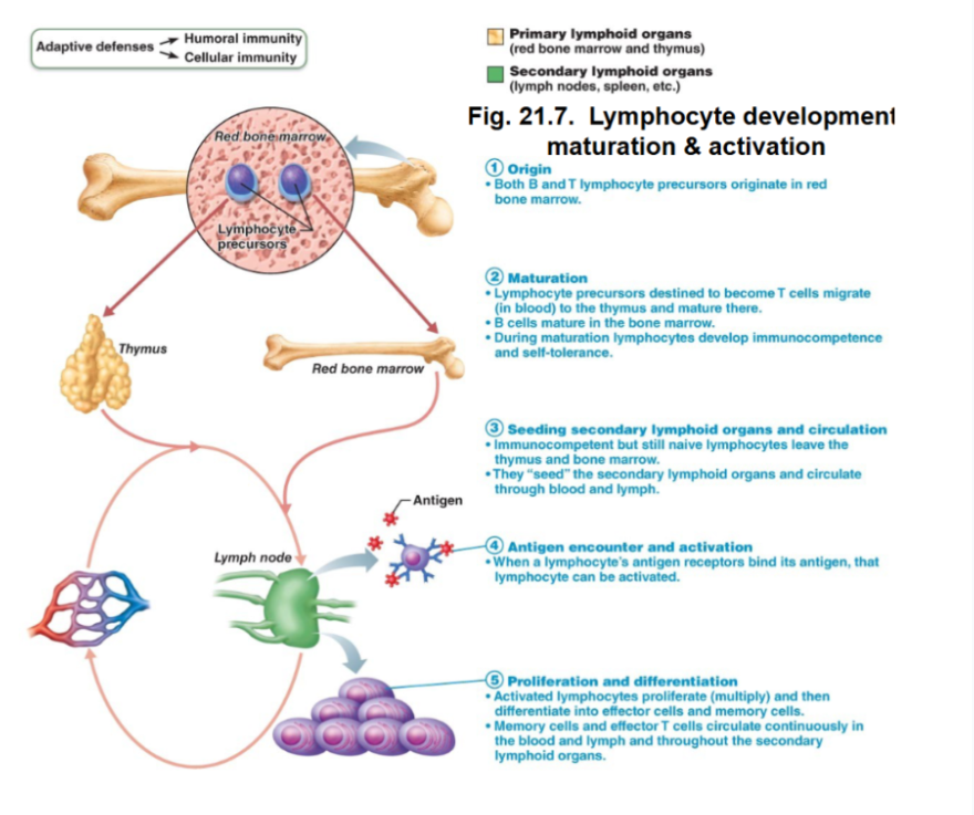 <p><span style="background-color: transparent;"><u>1. Origin</u></span></p><ul><li><p><span style="background-color: transparent;">Both B and T lymphocyte precursors originate in bone marrow</span></p></li></ul><p><span style="background-color: transparent;"><u>2. Maturation</u></span></p><ul><li><p><span style="background-color: transparent;">T cells migrate to the thymus to mature, and B cells mature in bone marrow</span></p></li><li><p><span style="background-color: transparent;">During maturation, they acquire immunocompetence (recognizing and defending) and self-tolerance.</span></p></li></ul><p><span style="background-color: transparent;"><u>3. Seeding secondary lymphoid organs</u></span></p><ul><li><p><span style="background-color: transparent;">Naive lymphocytes migrate to lymph nodes, spleen and other lymphoid tissues</span></p></li></ul><p><span style="background-color: transparent;"><u>4. Antigen encounter</u></span></p><ul><li><p><span style="background-color: transparent;">When lymphocyte receptors bind their specific antigen, they become activated</span></p></li></ul><p><span style="background-color: transparent;"><u>5. Proliferation and differentiation</u></span></p><ul><li><p><span style="background-color: transparent;">Activated lymphocytes proliferate (clonal expansion), then differentiate into effector cells or memory cells.</span></p></li><li><p><span style="background-color: transparent;">Memory cells provide long-term immunity.</span></p></li></ul><p></p>