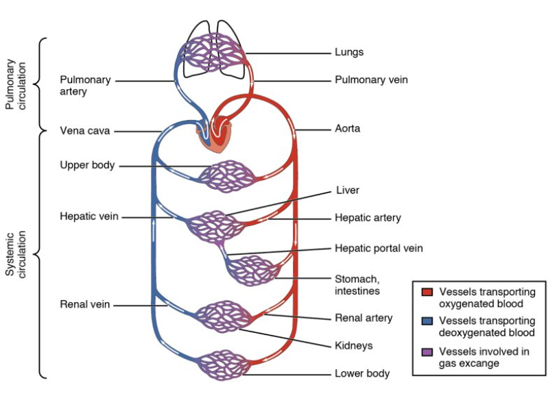 <p>did you draw it like this?</p>