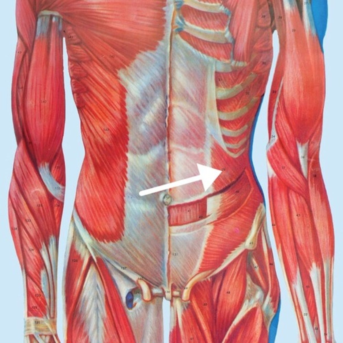<p>What is this muscle?</p>