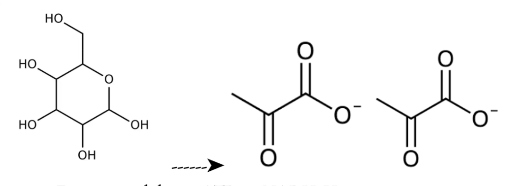 <ul><li><p>Mål: bryta ner glukos till 2 pyruvatjoner</p></li><li><p>sker i alla levande celler (prokaryota + eukaryota) då den <strong>inte kräver syre</strong></p></li><li><p>sker i cytoplasman (cellvätskan)</p></li><li><p>Detta behöver ske i flera <u>delreaktioner</u> för att inte generera mer värme än cellerna tål.</p></li><li><p>Energi per glukosmolekyl: <span style="background-color: transparent; font-family: "Cormorant Garamond", serif;">2 ATP + 2 NADH+H<sup>+</sup></span></p></li><li><p><span style="background-color: transparent; font-family: "Cormorant Garamond", serif;">Steg 5-9 sker två gånger eftersom bara ena produkten i steg 4 kan reagera vidare</span></p></li><li><p>Den består av 1 energiinvesterande del som kräver energi - 2 ATP.</p></li><li><p>Nästa del är 1 energiutvinnande del där vi per glukosmolekyl får ut 4 ATP och 2 NADH (&amp; H<sup>+</sup>) och nettoprodukten blir 2 ATP.</p></li></ul><p></p>