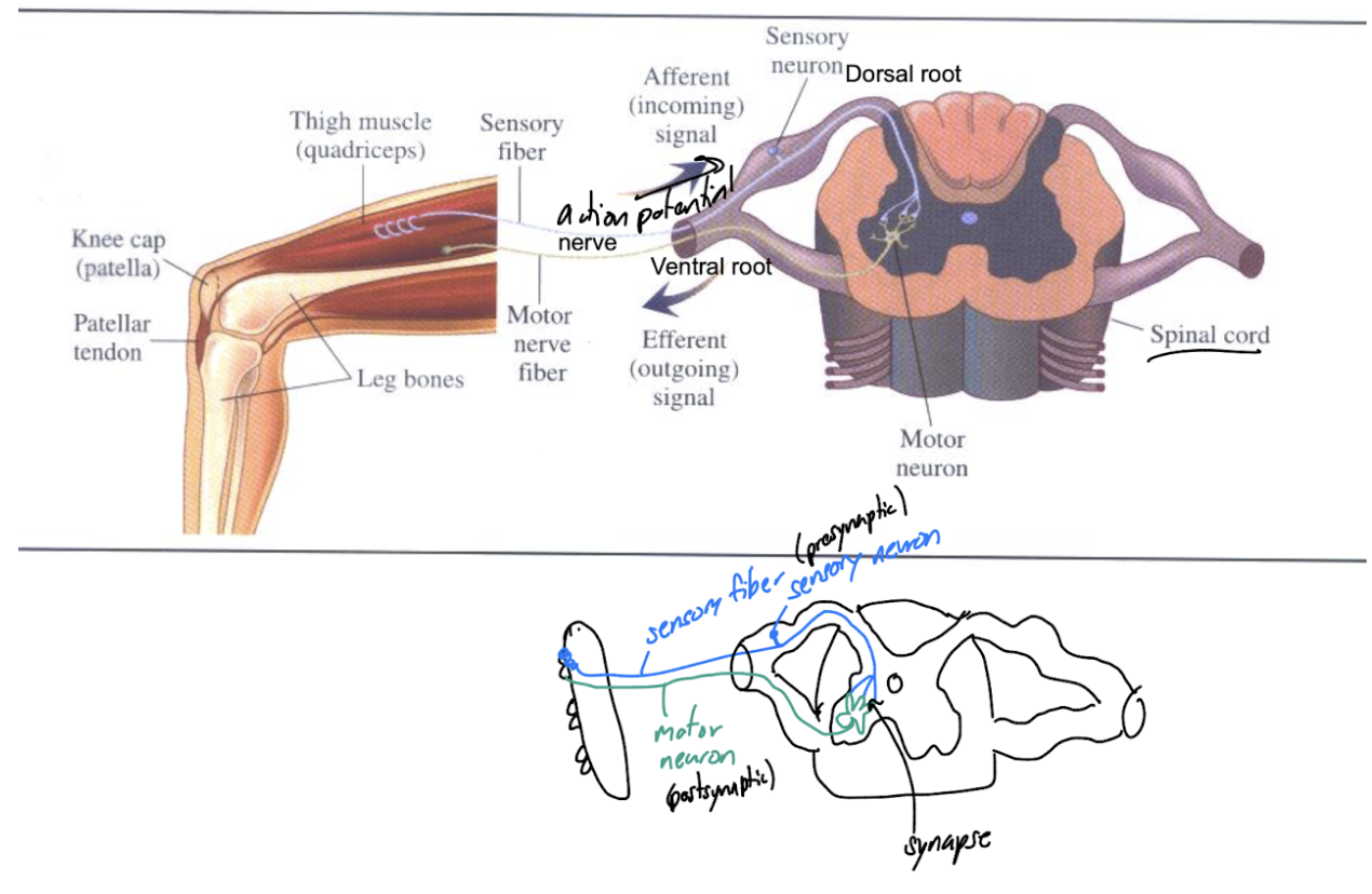 knowt flashcard image