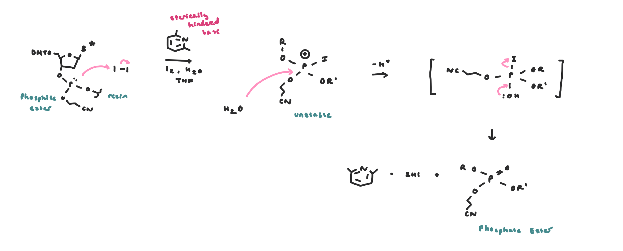 <ul><li><p><span style="background-color: transparent;">Following each coupling, the ensuing phosphite is oxidized to the phosphate, because the phosphite is not sufficiently stable to survive repeated cycles</span></p></li><li><p><span style="background-color: transparent;">Phosphite ester → oxidation → phosphate ester</span></p></li></ul><p></p>