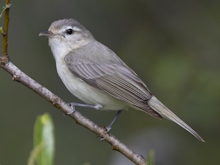 <p>Eastern Warbling Vireo</p>