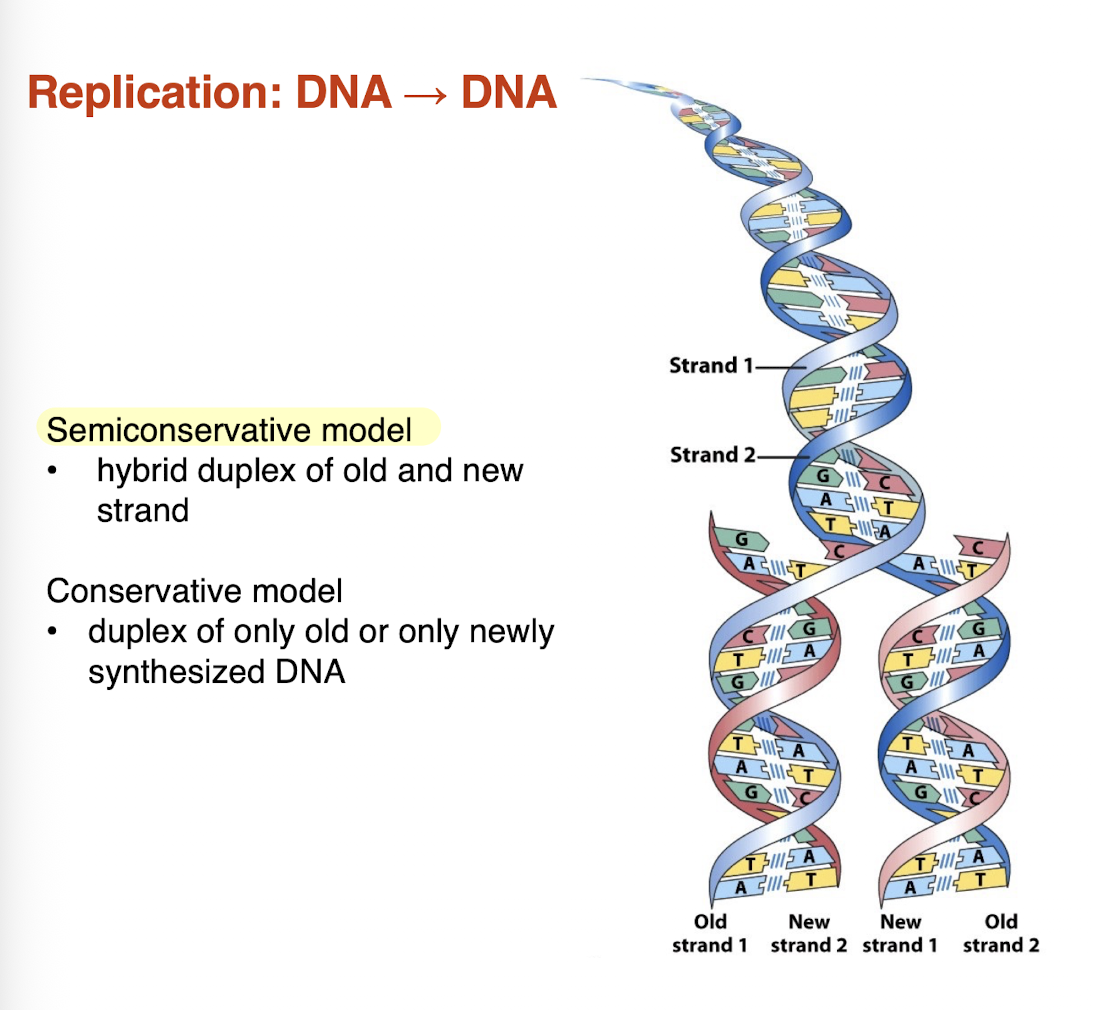 <ul><li><p>semiconservative model: hybrid duplex of old and new strand —> RIGHT </p></li><li><p>conservative model: duplex of only old or only newly synthesized DNA </p></li></ul><p></p>