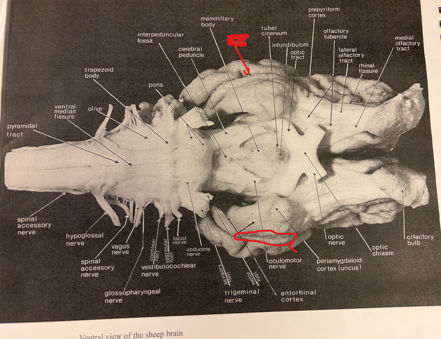 <p>Ventral Surface: Structure?</p>