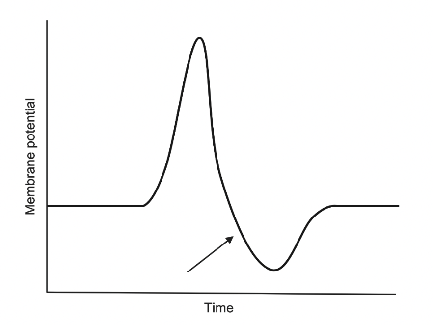 <p><span>Which of the following occurs at the neuronal membrane&nbsp;during the stage of an action potential indicated by the arrow?&nbsp;</span></p><p><em>A.</em> Calcium ion influx leading to repolarization</p><p>B. Chloride channel blocking leading to hyperpolarization</p><p>C. Glycine release leading to repolarization</p><p>D. Potassium ion efflux leading to hyperpolarization </p><p>E. Sodium ion influx leading to depolarization.</p><p></p>