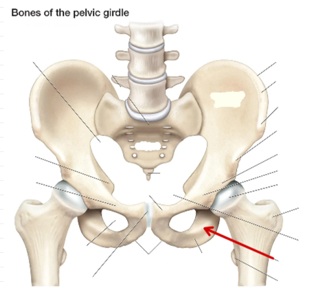 <p>Hip Bone</p>