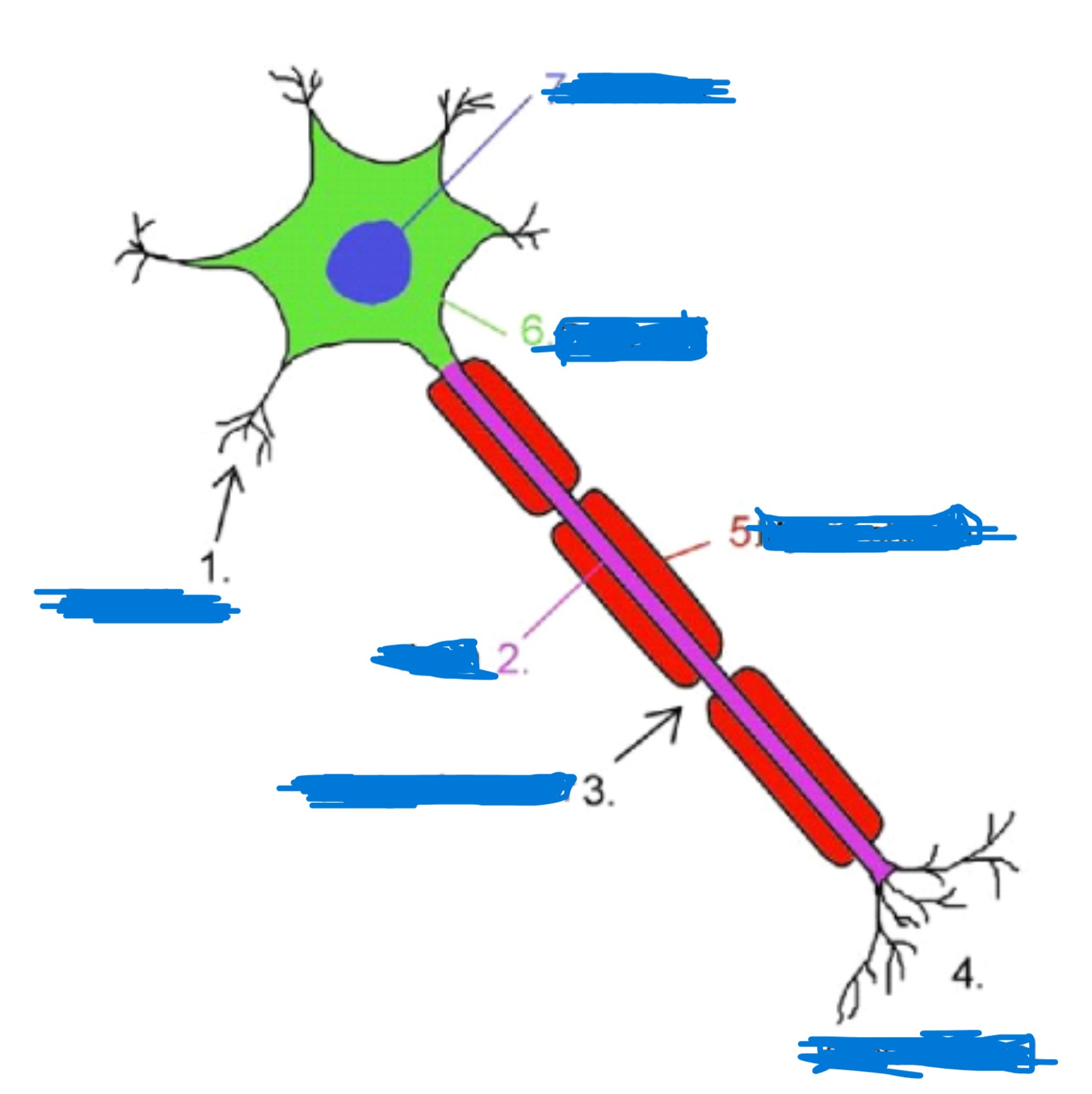 <p>Label 5</p>