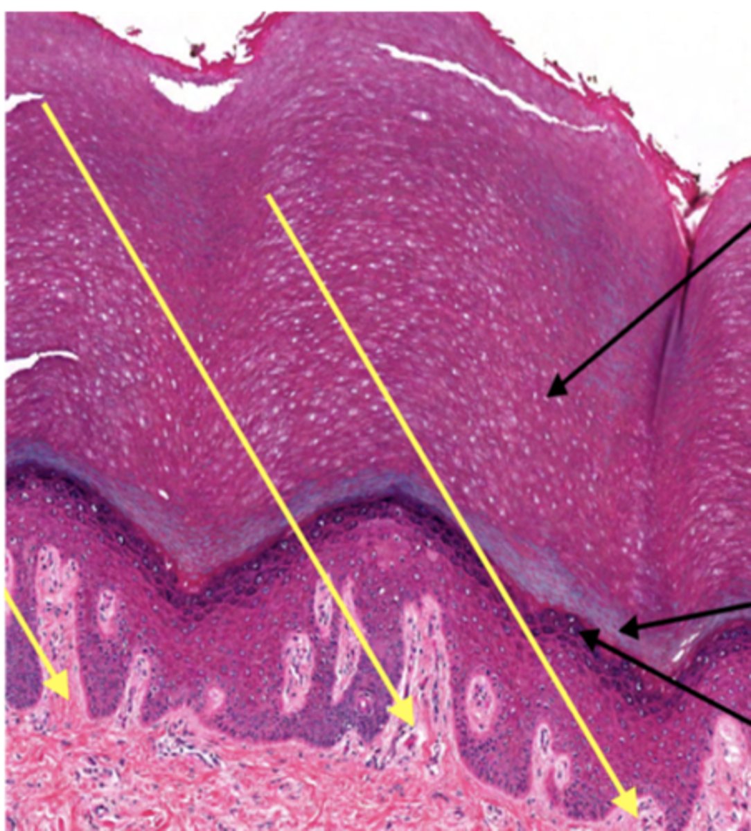 <p>Identify the specific layer (YELLOW ARROWS)</p>
