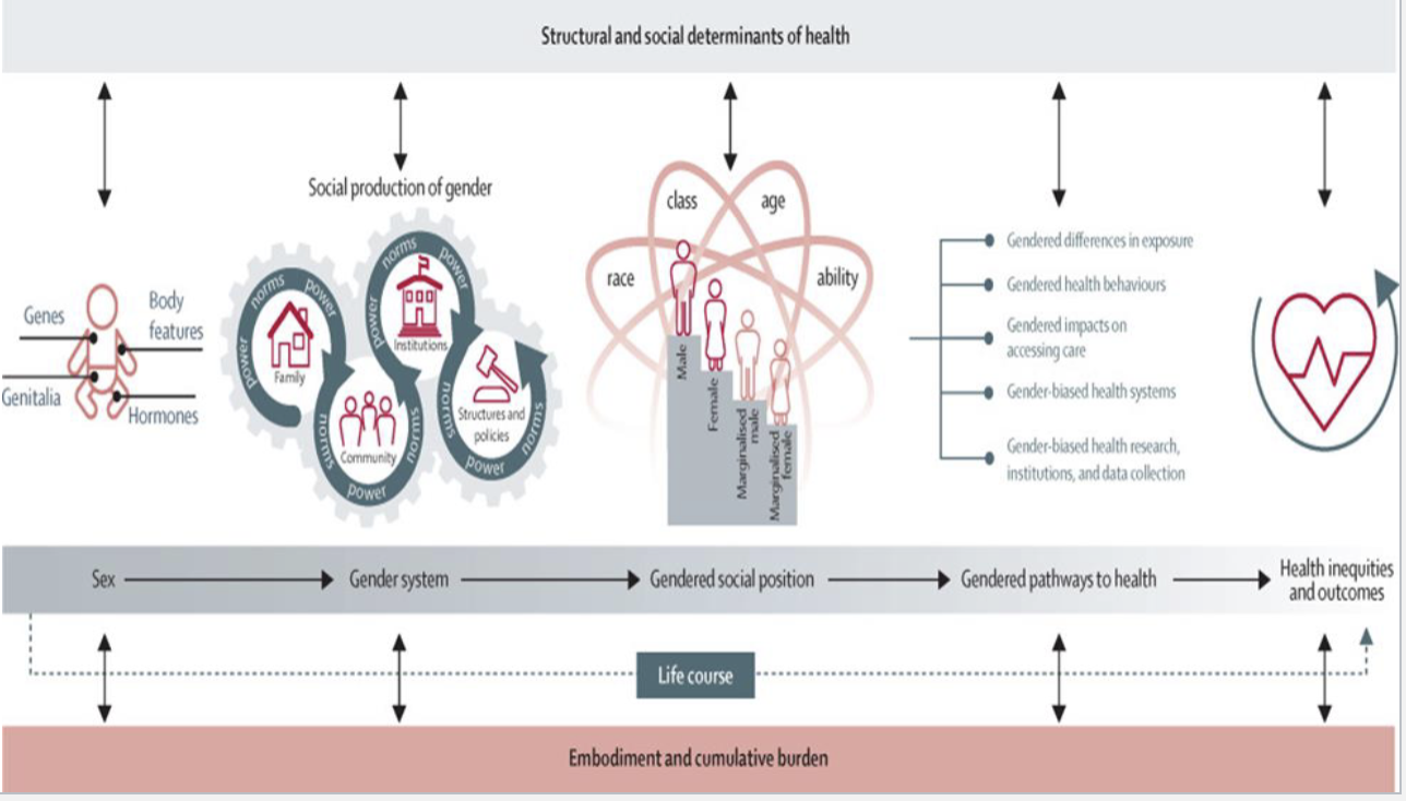 <p>Heart disease symptoms present differently in women, but male presentation was considered the default until 1999 (AHA)</p><ul><li><p>Iron deficiency anemia related to menstruation</p></li><li><p>Complications of pregnancy: hemorrhage, hypertensive disorders</p></li><li><p>Increased susceptibility to certain STIs due to anatomy</p></li><li><p>Health conditions biologically specific to women (e.g., ovarian cancer)</p></li><li><p>Sex-based differences in drug metabolism and adverse effects</p></li></ul><p></p>